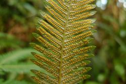 Sticherus cunninghamii. Sori, each with 3–5 sporangia.
 Image: L.R. Perrie © Leon Perrie 2014 CC BY-NC 3.0 NZ